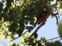 CostaRica06 - 026
